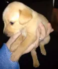 Porcha