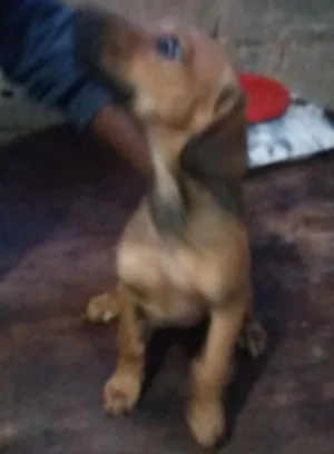 Cachorro raça indefinida idade 2 a 6 meses nome Docinho