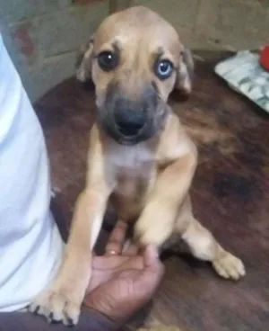 Cachorro raça indefinida idade 2 a 6 meses nome Lindinha