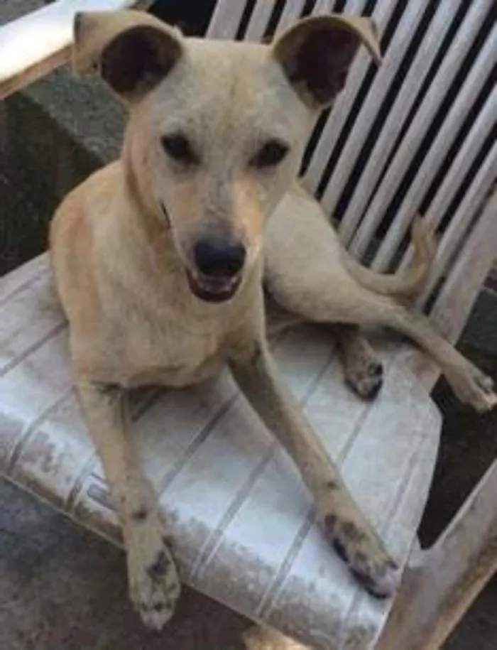 Cachorro ra a SRD idade 7 a 11 meses nome Snoop