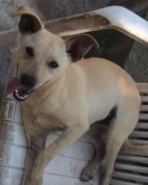 Cachorro raça SRD idade 7 a 11 meses nome Snoop