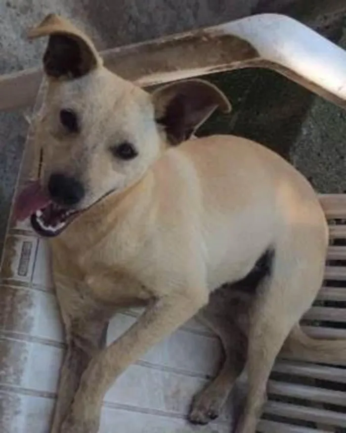 Cachorro ra a SRD idade 7 a 11 meses nome Snoop