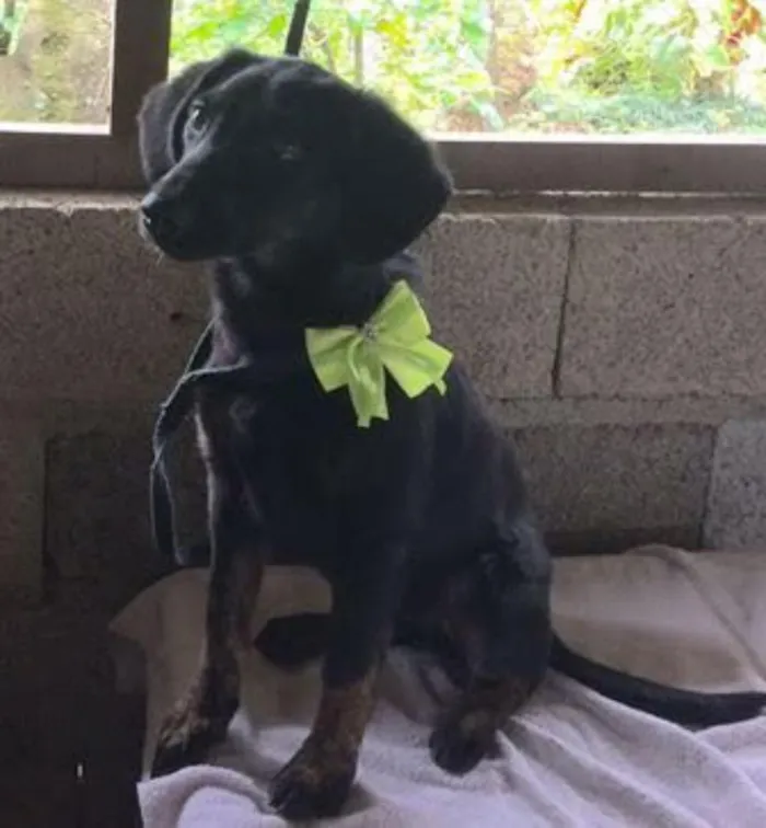 Cachorro ra a SRD idade 2 a 6 meses nome Laka