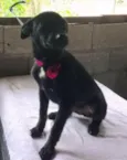 Capitu