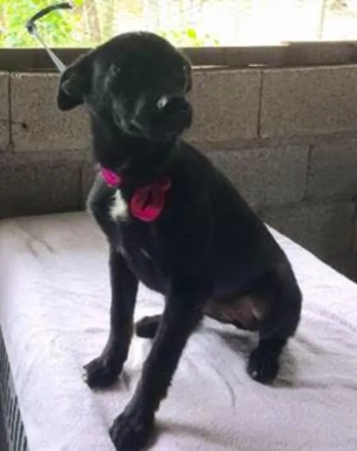 Cachorro ra a SRD idade 2 a 6 meses nome Capitu
