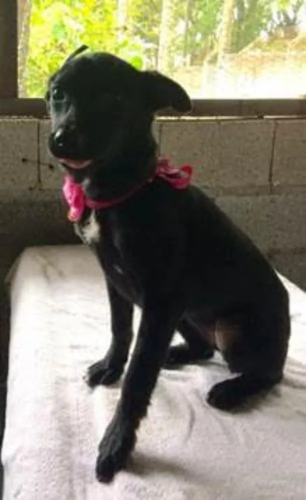 Cachorro ra a SRD idade 2 a 6 meses nome Capitu