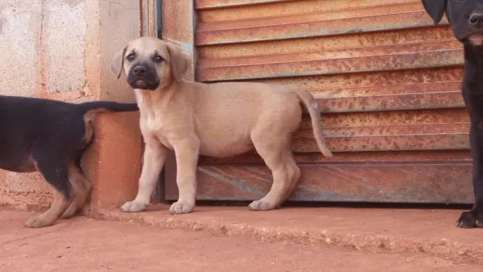 Cachorro ra a Não tem idade 2 a 6 meses nome Não tem