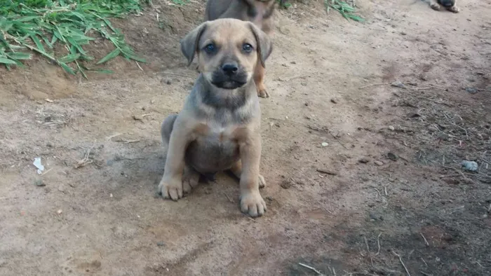 Cachorro ra a Não tem idade 2 a 6 meses nome Não tem