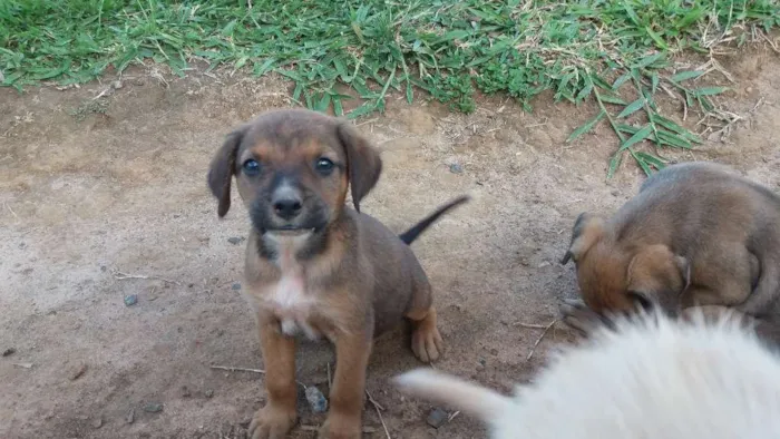 Cachorro ra a Não tem idade 2 a 6 meses nome Não tem