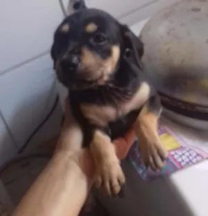 Cachorro raça Não tem Raça Definida  idade Abaixo de 2 meses nome Não Tem Nome Ainda