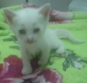 Gato raça Albino idade Abaixo de 2 meses nome Sem Nome