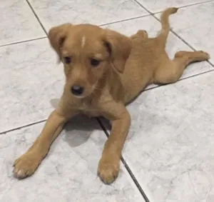Cachorro raça SRD idade 2 a 6 meses nome Mel