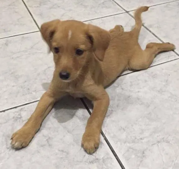 Cachorro ra a SRD idade 2 a 6 meses nome Mel