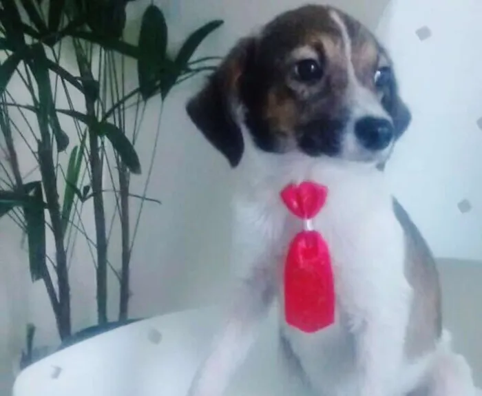 Cachorro ra a SRD idade 2 a 6 meses nome DAGO