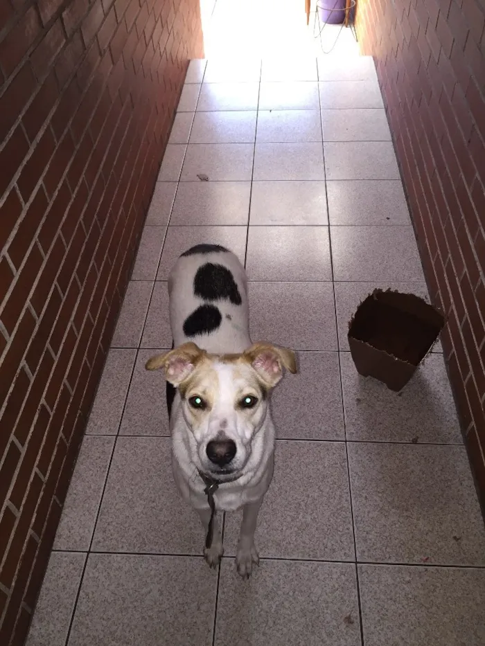 Cachorro ra a SRD idade 1 ano nome Jade