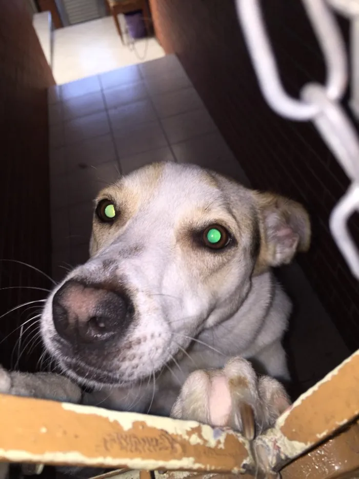 Cachorro ra a SRD idade 1 ano nome Jade