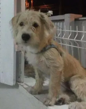 Cachorro raça Poodle idade 1 ano nome Toya