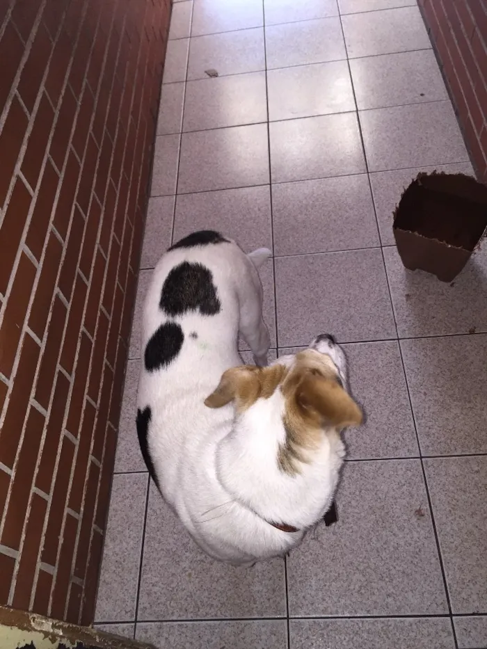 Cachorro ra a SRD idade 1 ano nome Jade