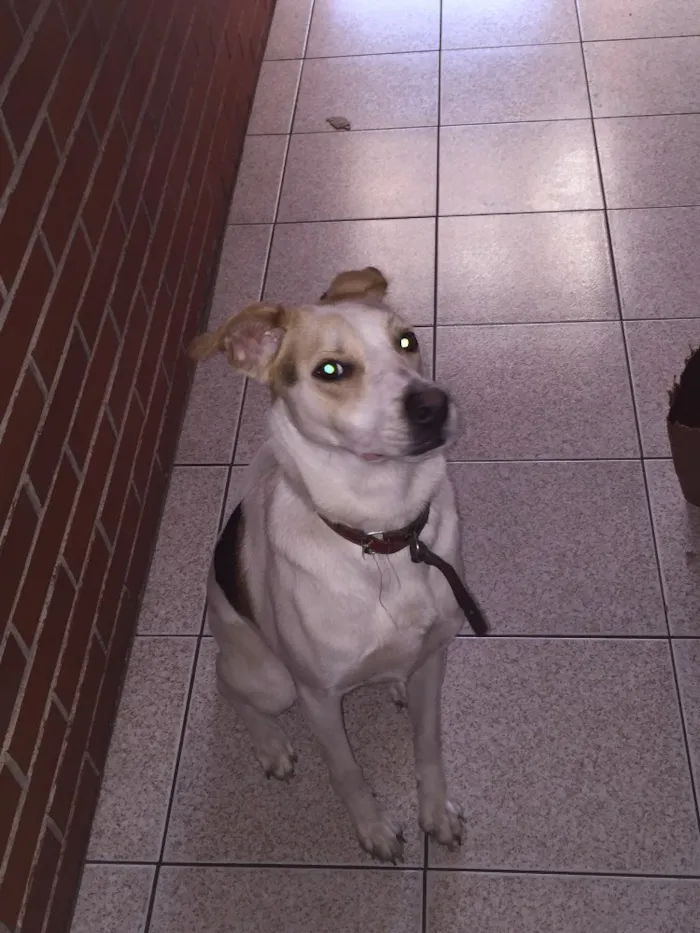 Cachorro ra a SRD idade 1 ano nome Jade