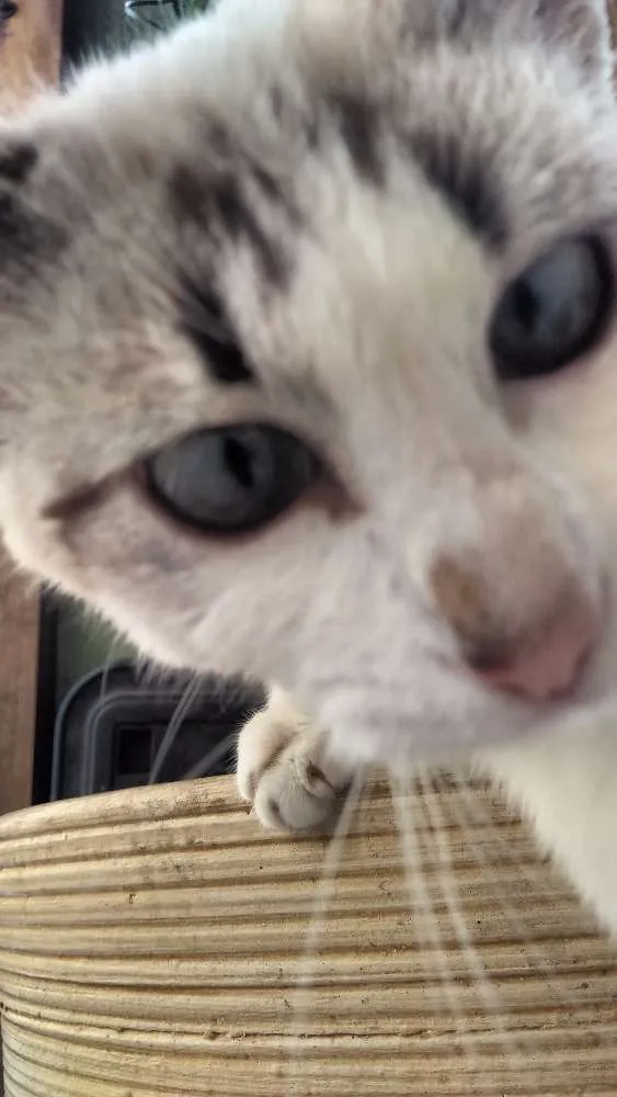 Gato ra a Vira lata idade 1 ano nome Sem nome