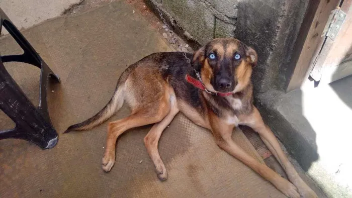 Cachorro ra a Não sei idade 1 ano nome Lilica