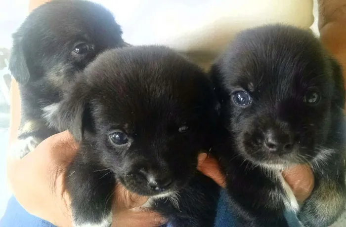 Cachorro ra a Sem raça definida idade Abaixo de 2 meses nome Sem nome