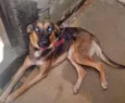 Lilica