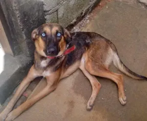 Cachorro raça Não sei idade 1 ano nome Lilica