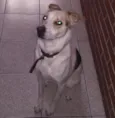 Jade