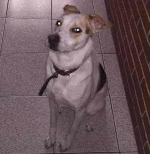 Cachorro raça SRD idade 1 ano nome Jade