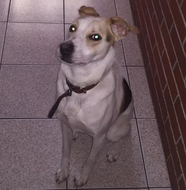Cachorro ra a SRD idade 1 ano nome Jade