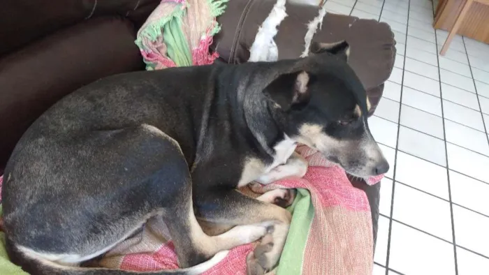 Cachorro ra a Vira lata idade 5 anos nome Mel