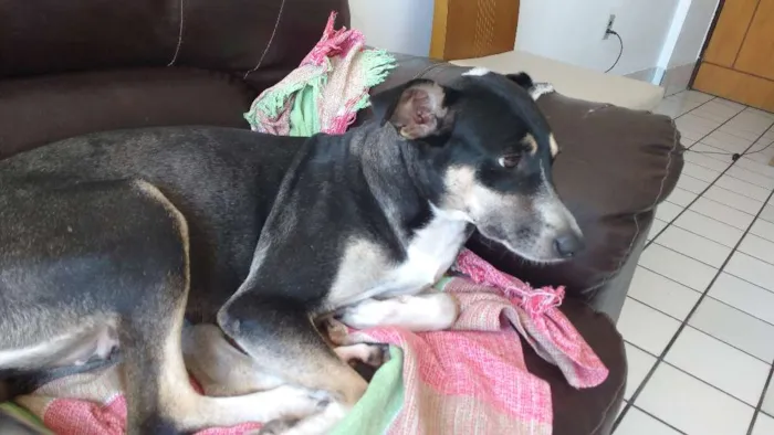 Cachorro ra a Vira lata idade 5 anos nome Mel