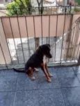 Peti