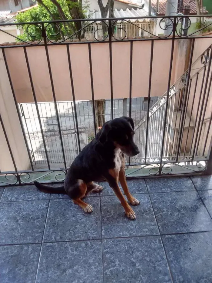Cachorro ra a Srd idade 4 anos nome Peti