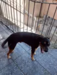 Peti