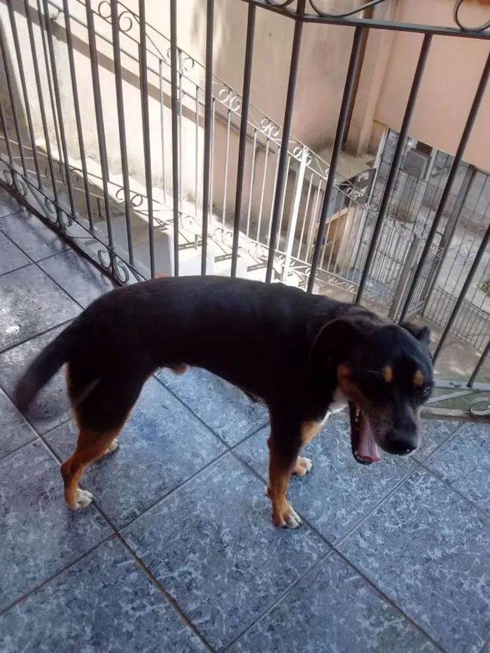 Cachorro ra a Srd idade 4 anos nome Peti