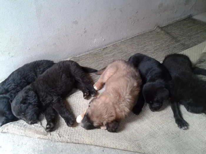 Cachorro ra a Vira lata  idade 2 a 6 meses nome Sem nome