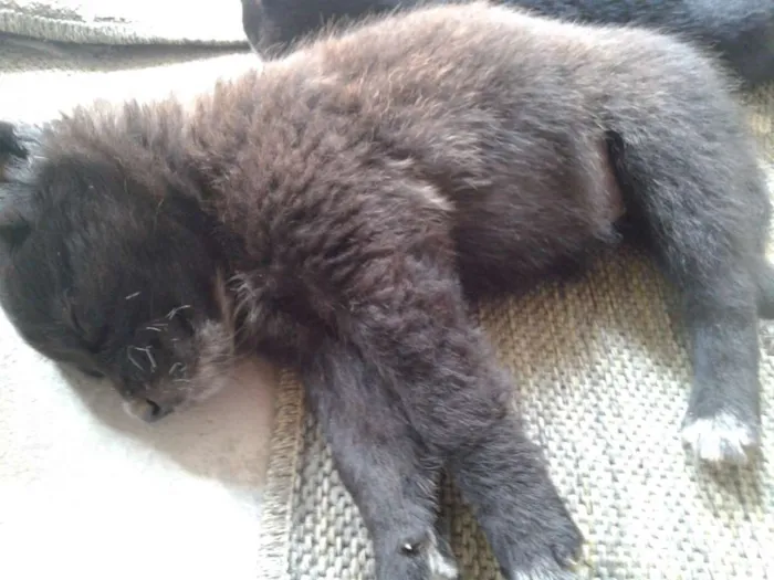Cachorro ra a Vira lata  idade 2 a 6 meses nome Sem nome
