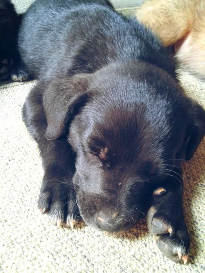 Cachorro ra a Vira lata  idade 2 a 6 meses nome Sem nome