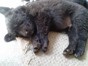 Cachorro raça Vira lata  idade 2 a 6 meses nome Sem nome