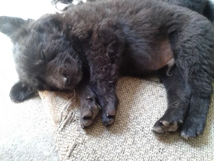 Cachorro ra a Vira lata  idade 2 a 6 meses nome Sem nome