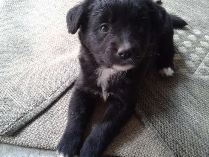 Cachorro ra a Vira lata  idade 2 a 6 meses nome Sem nome