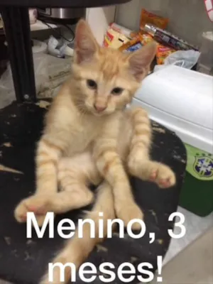 Gato raça Srd  idade 2 a 6 meses nome Pequenos