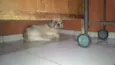 Rafael