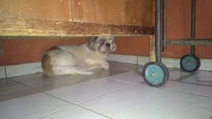 Cachorro ra a Shitzu idade 1 ano nome Rafael