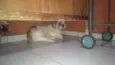 Rafael