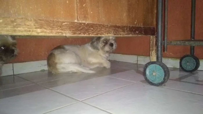 Cachorro ra a Shitzu idade 1 ano nome Rafael