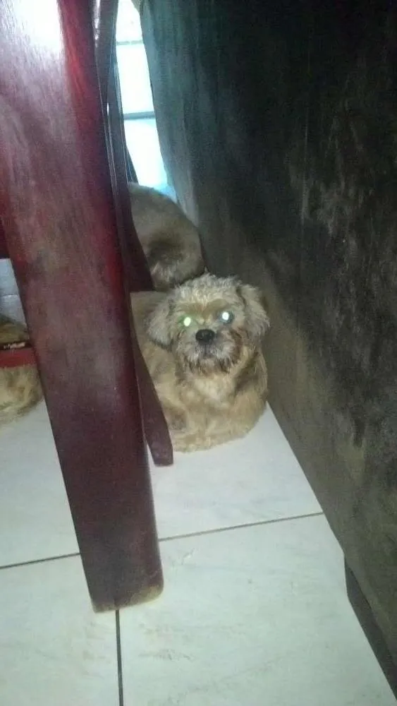 Cachorro ra a Shitzu idade 7 a 11 meses nome Jose