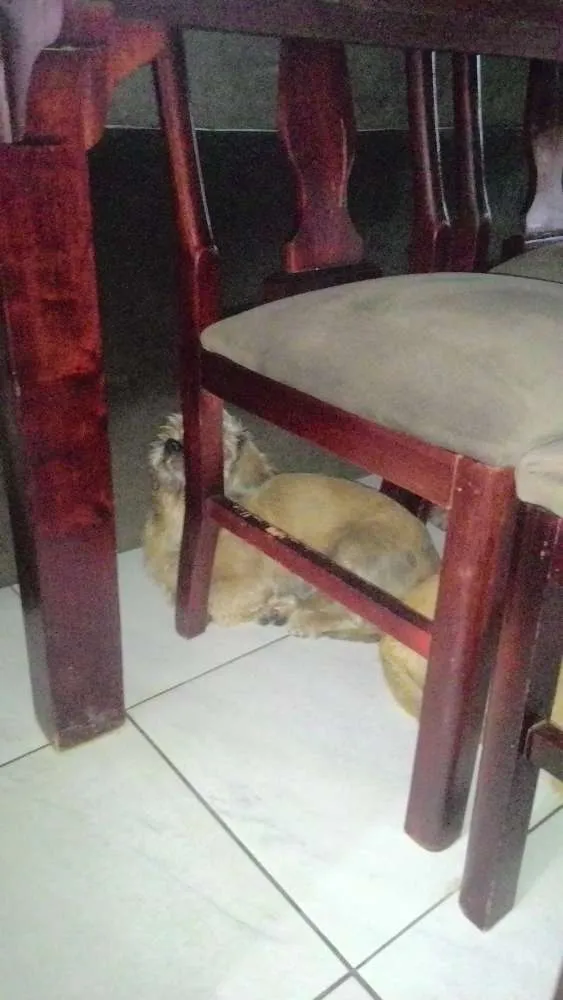 Cachorro ra a Shitzu idade 7 a 11 meses nome Jose
